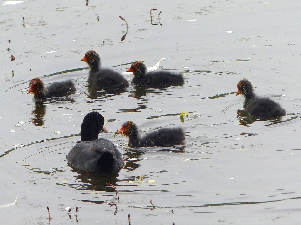  Coot with Chicks  by susiemc
