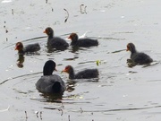 4th Jun 2017 -  Coot with Chicks 