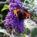 Finally a butterfly on the buddleia. by jokristina