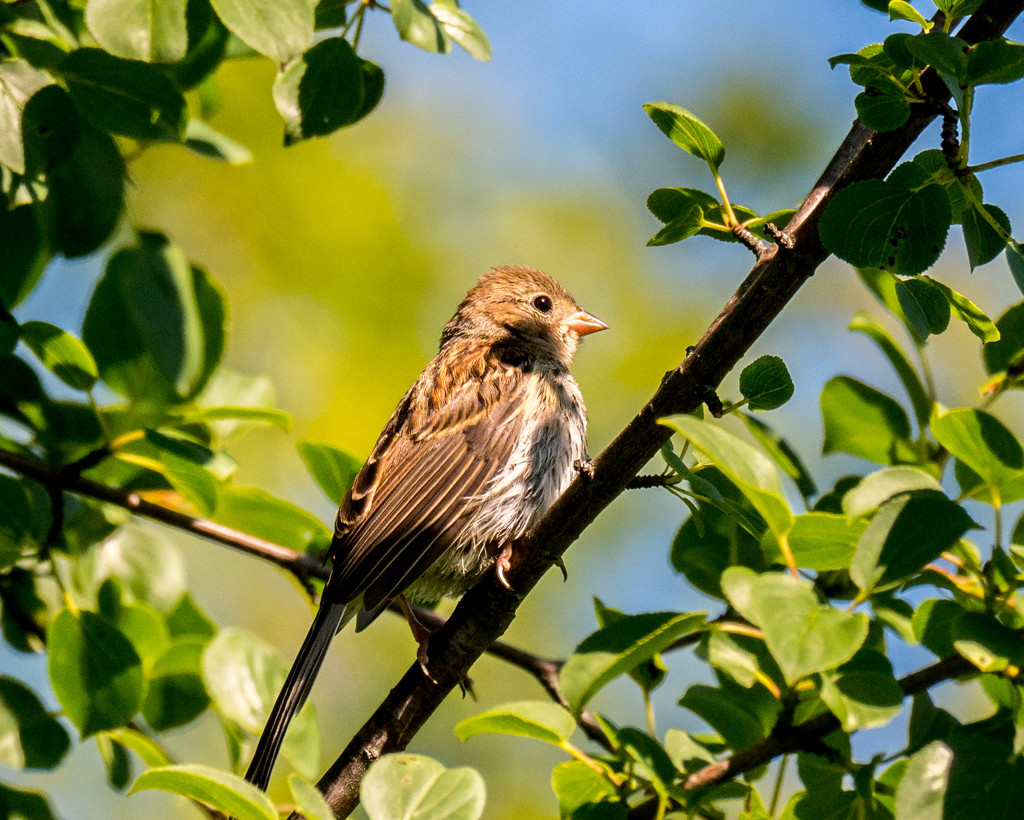 Sparrow in a tree by rminer
