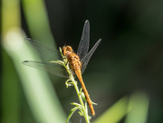1st Jul 2017 - Orange Dragonfly Landscape