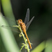 Orange Dragonfly Landscape by rminer