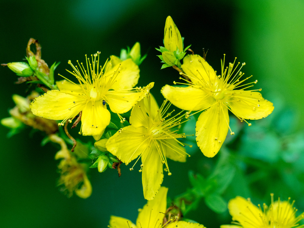 Some St John's Wort by rminer