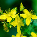 Some St John's Wort by rminer