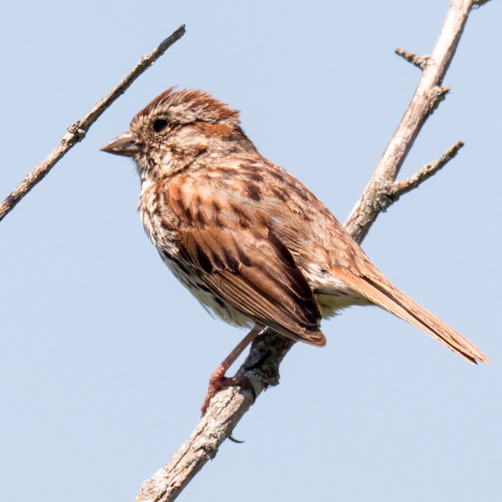 Proud Song Sparrow by rminer