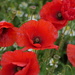 Poppies by carole_sandford
