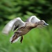 Duck !!!!!!!!!!! by phil_sandford