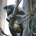 V by koalagardens