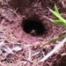 building (digging) a nest by scottmurr
