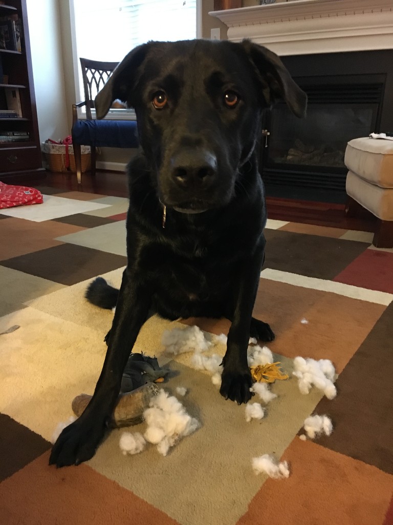 Another toy bites the dust. by graceratliff