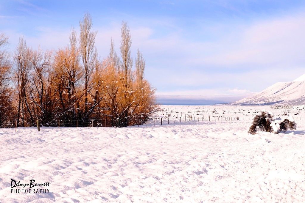 Trees and snow by dkbarnett