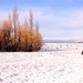 Trees and snow by dkbarnett