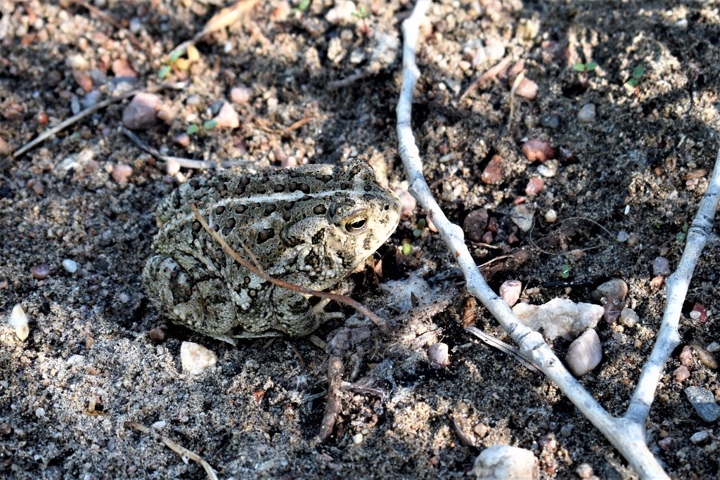 Toad by sandlily