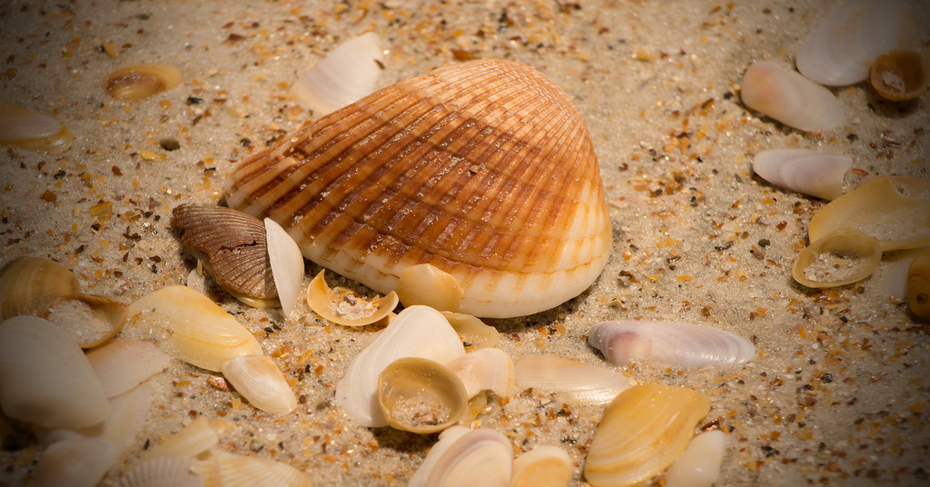 Shells on the Beach! by rickster549