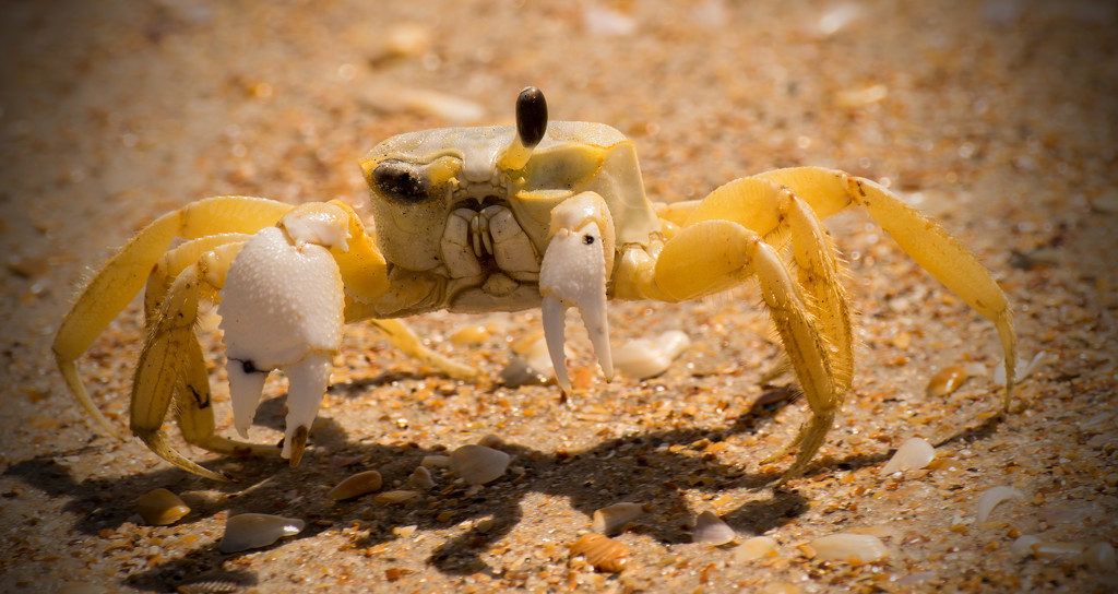 Sand Crab on the Beach! by rickster549