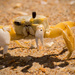Sand Crab on the Beach! by rickster549