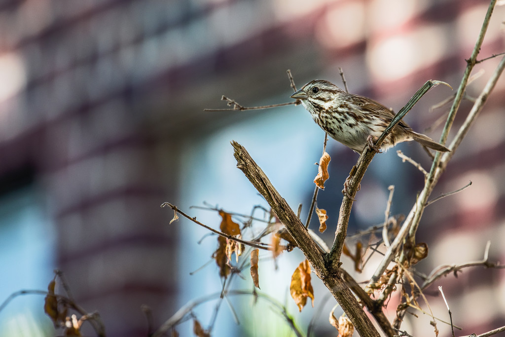 Sparrow on branch by jbritt