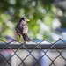 Robin on the Fence by jbritt