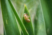 3rd Jul 2017 - Cicada Shell on Leaf