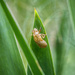 Cicada Shell on Leaf by jbritt