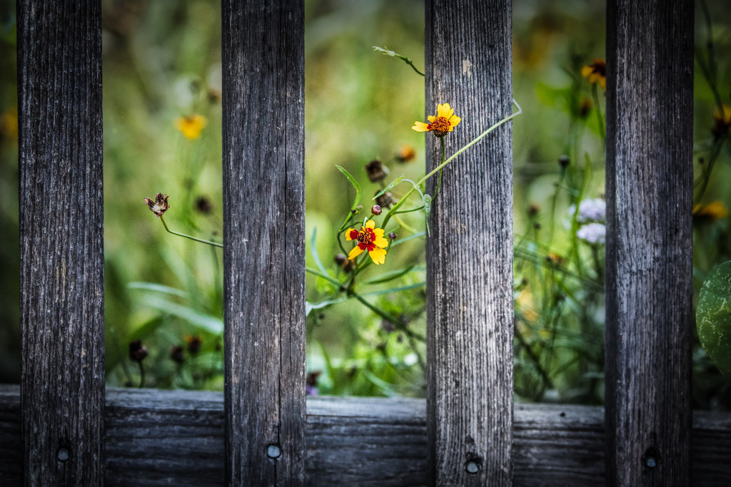 Wildflowers and fence by jbritt