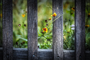 29th Jun 2017 - Wildflowers and fence
