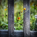 Wildflowers and fence by jbritt
