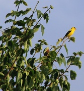 3rd Jul 2017 - Yellow Bird