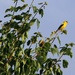 Yellow Bird by digitalrn
