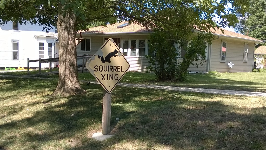 Squirrel Crossing  by scoobylou