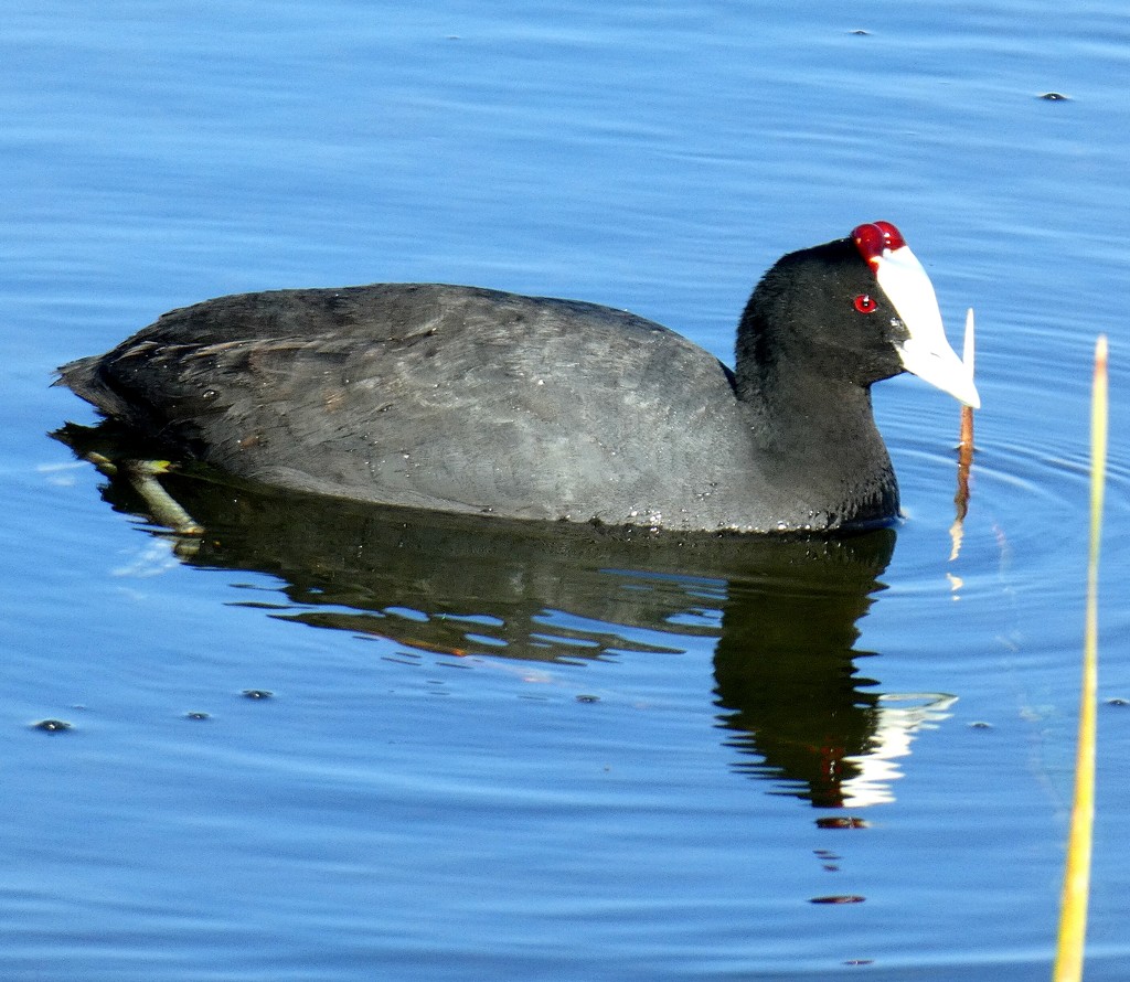 A Red knobbed Coot doing his rounds. by ludwigsdiana