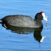 A Red knobbed Coot doing his rounds. by ludwigsdiana