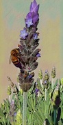 4th Jul 2017 - A busy bee.....