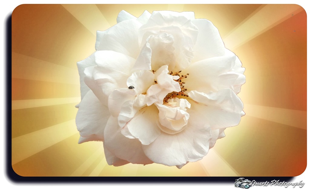 White rose  by stuart46