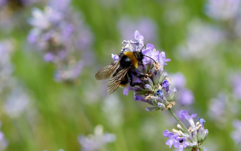 Bee on Lavender  by g3xbm