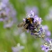 Bee on Lavender  by g3xbm