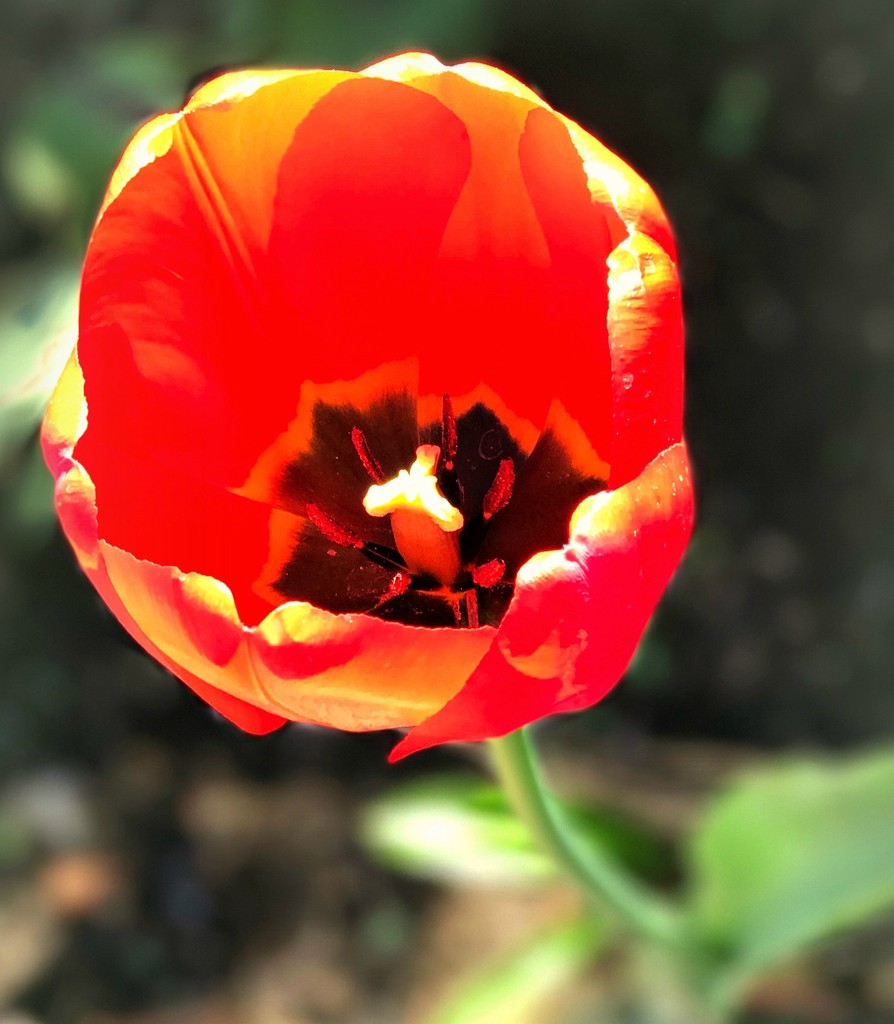 Tulips Grow by gardenfolk
