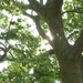 Sun through oak tree by jon_lip
