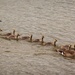 Getting all my ducks in a row by swillinbillyflynn