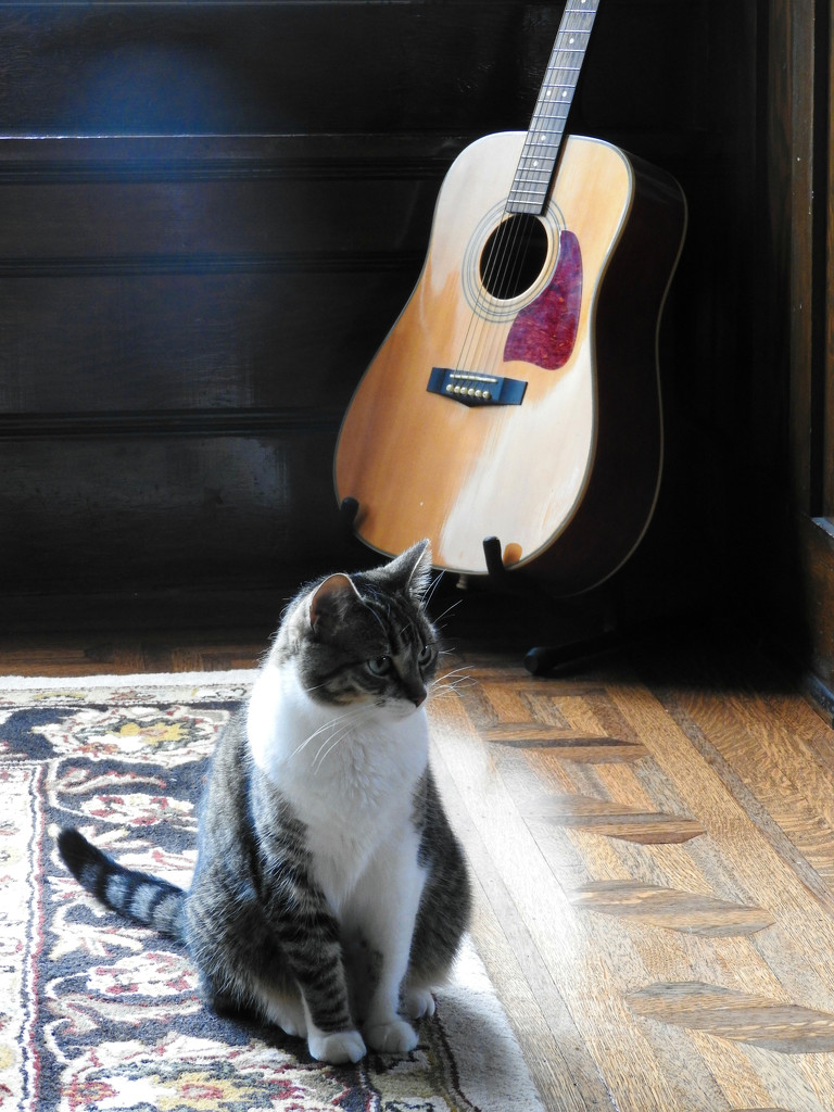 Cool Cat and A Guitar by seattlite