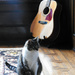 Cool Cat and A Guitar by seattlite