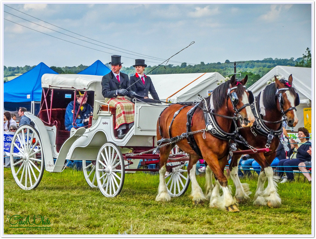 Wedding Landau And Shire Horses by carolmw