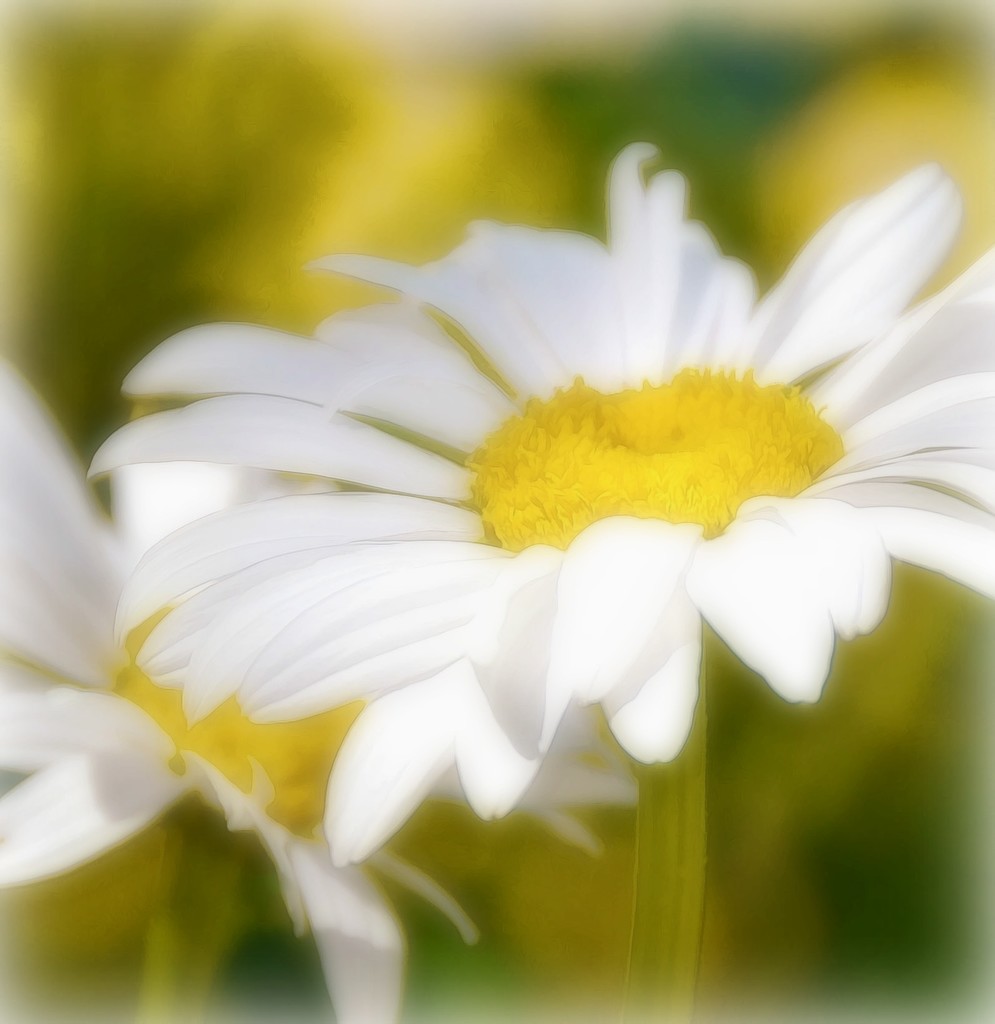 Daisy  by joysfocus