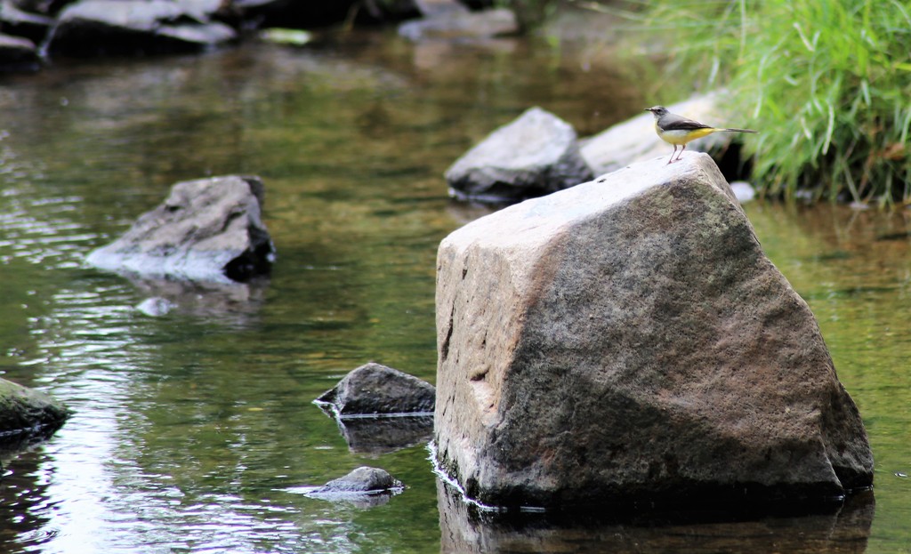Grey Wagtail by phil_sandford