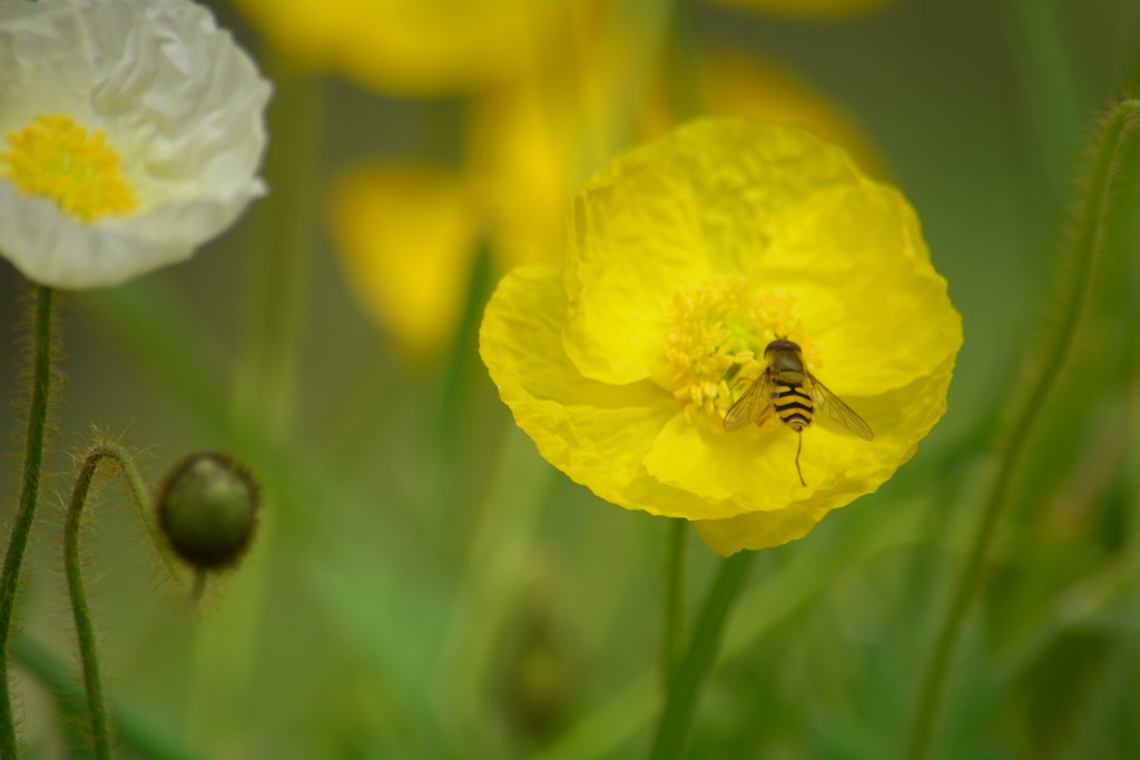 Bright yellow poppies with hoverfly........... by ziggy77
