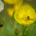 Bright yellow poppies with hoverfly........... by ziggy77