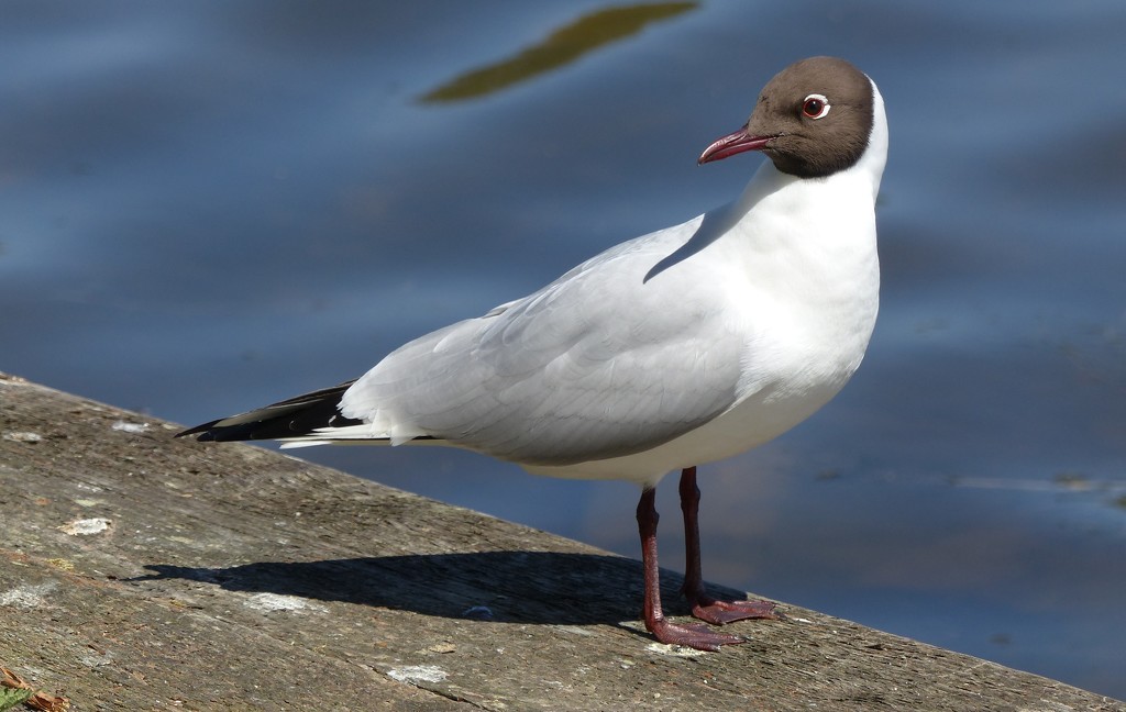  Black Headed Gull  by susiemc