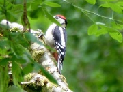 4th Jul 2017 - Greater Spotted Woodpecker (juvenile) 