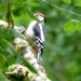 Greater Spotted Woodpecker (juvenile)  by susiemc