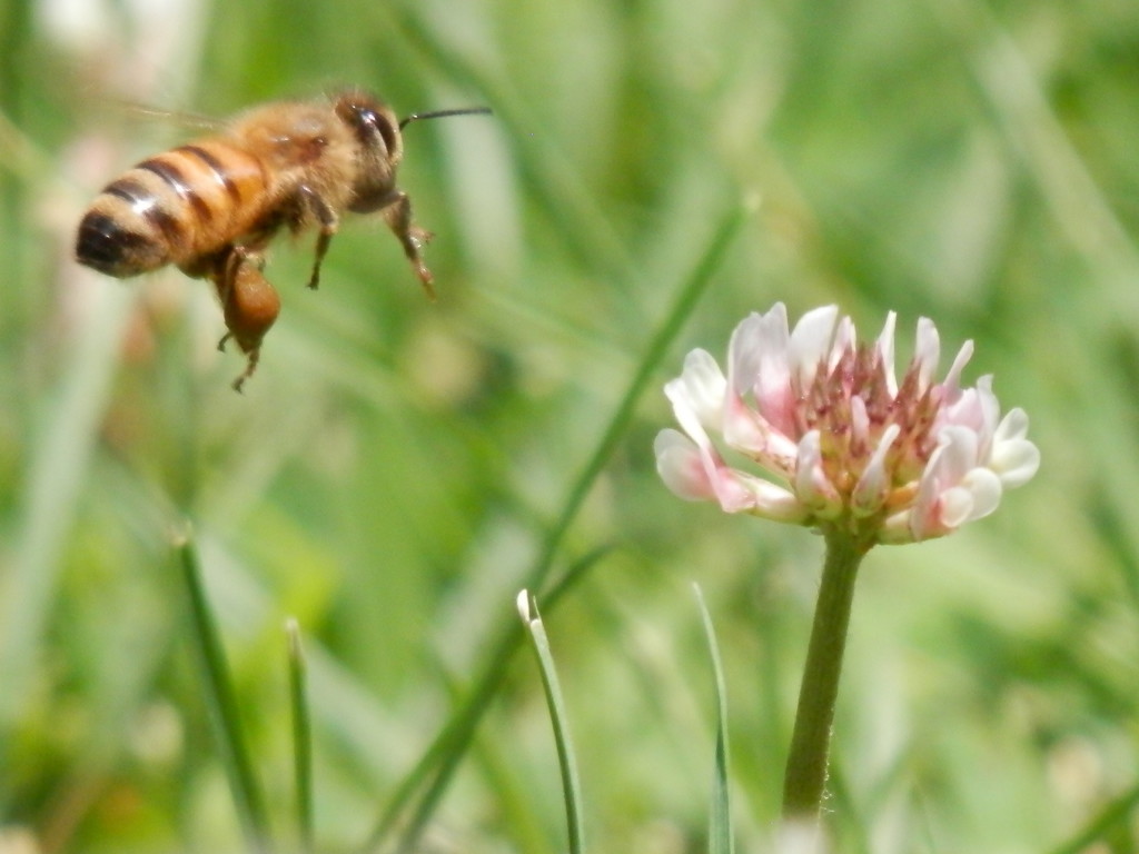 Honey Bee by julie
